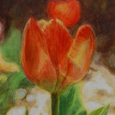 Rote Tulpe