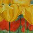 Gelbe Tulpen